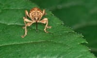 Miniature de 'Quand de mauvaises pratiques causent un bug'